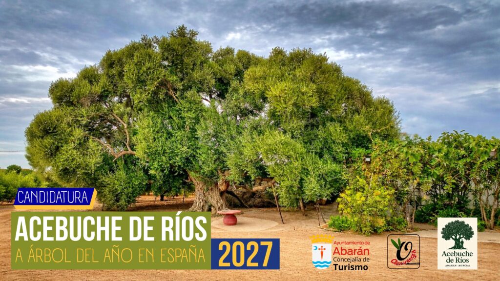 acebuche de rios de abaran